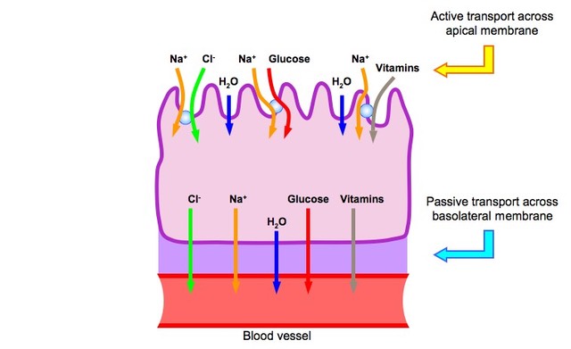 proximal vs distal tubule