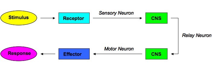 presentation neurobehavioral systems stimulus