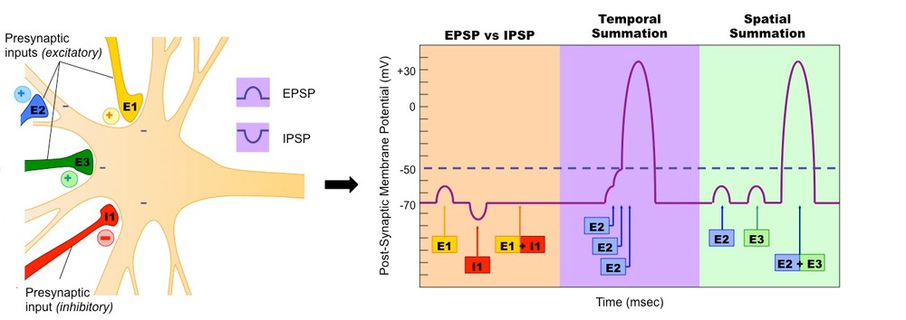 characteristics of graded potentials