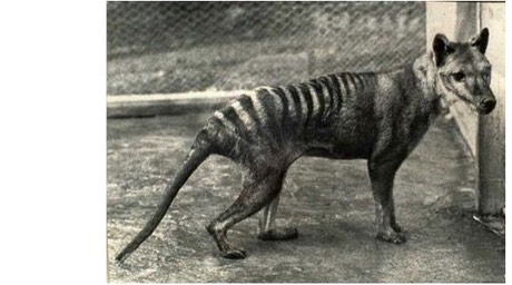 tasmanian tiger