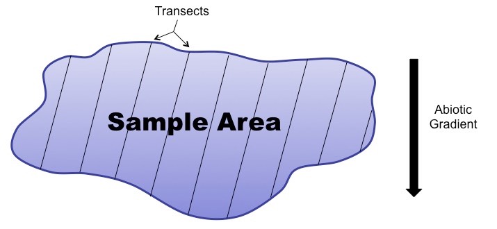 transects