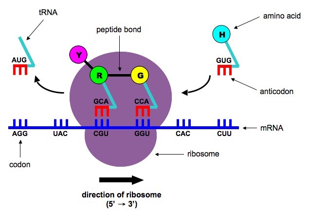 transcription and translation diagram labeled