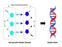 7.1 DNA Structure