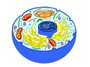 2.2 Prokaryotic Cells