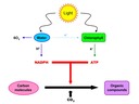 3.8 Photosynthesis