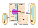 9.1 Plant Structure and Growth