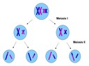 4.2 Meiosis