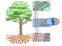 9.2 Transport in Angiospermophytes