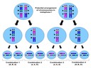 10.1 Meiosis