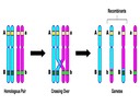 10.2 Dihybrid Crosses and Gene Linkage