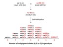 10.3 Polygenic Inheritance