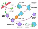 11.1 Defence Against Infectious Disease