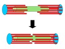 B1 Muscles and Movement