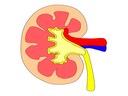 11.3 The Kidney