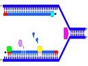 7.2 DNA Replication