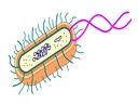 2.3 Eukaryotic Cells