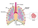 6.4 Gas Exchange