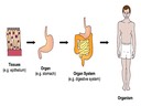 2.1 Cell Theory