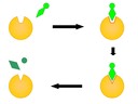 3.6 Enzymes