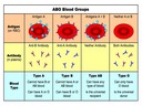 4.3 Theoretical Genetics