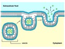 2.4 Membranes