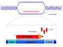 7.3 Transcription