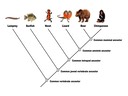 D5 Phylogeny and Systematics