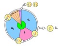 2.5 Cell Division