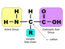 3.2 Carbohydrates, Lipids and Proteins