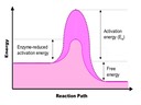 C2 Enzymes