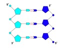 3.3 DNA Structure