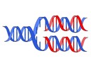 3.4 DNA Replication