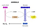 3.7 Cell Respiration