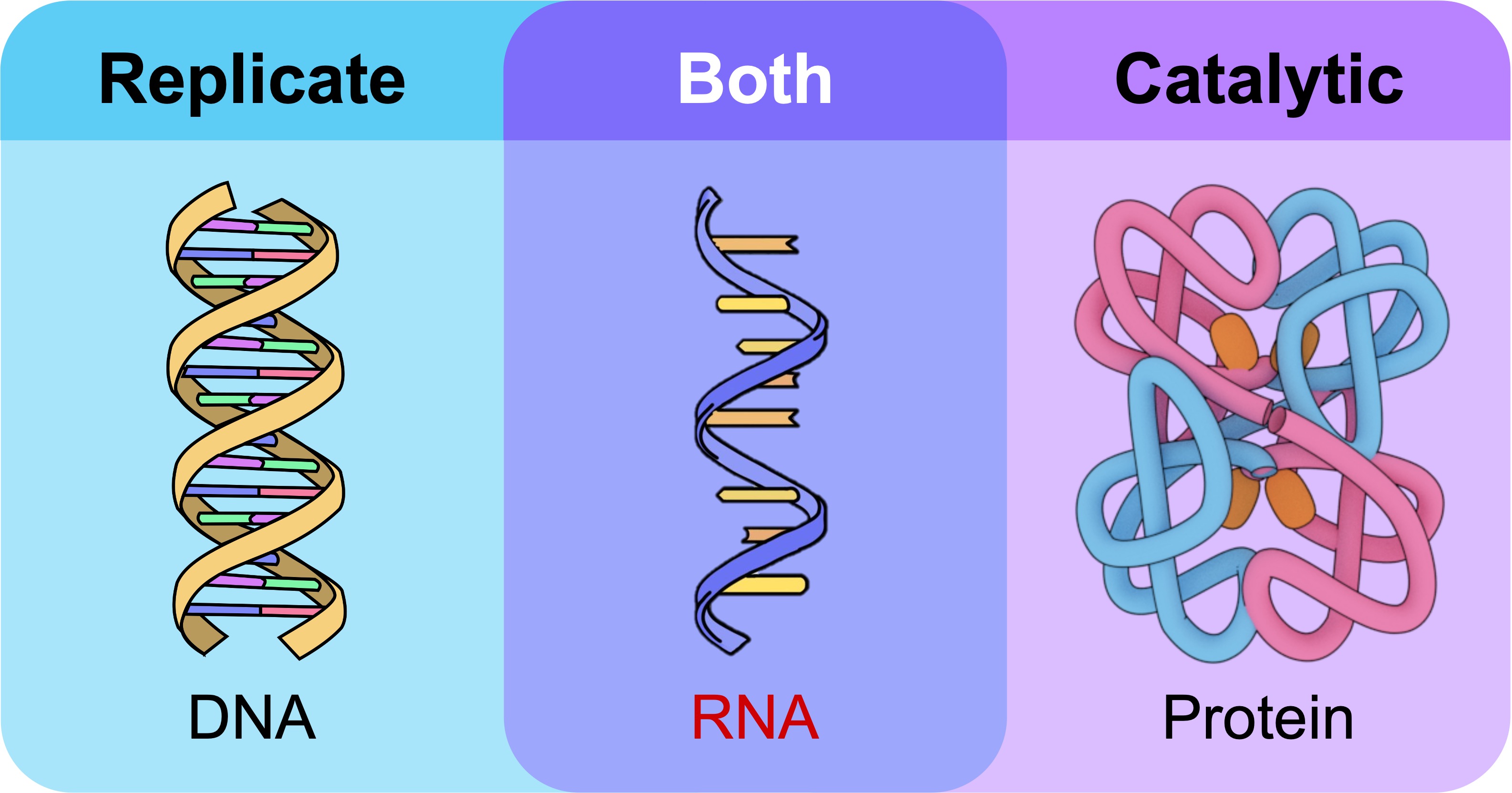 RNA%20Hypothesis