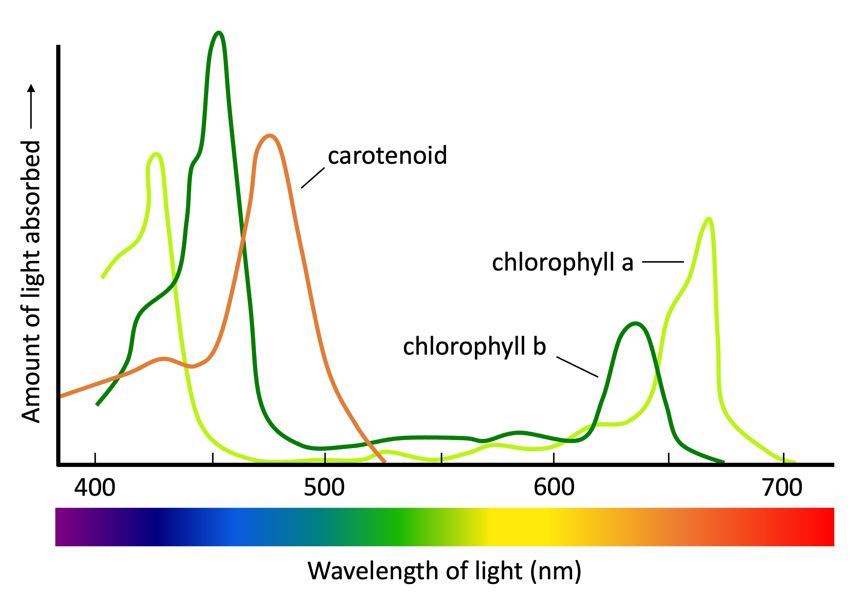 Photosynthesis spectrum deals