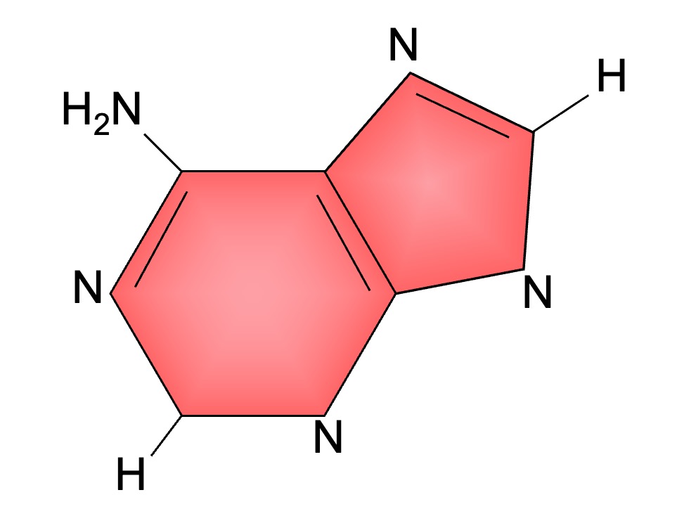 adenine