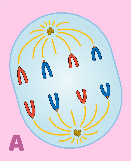 anaphase
