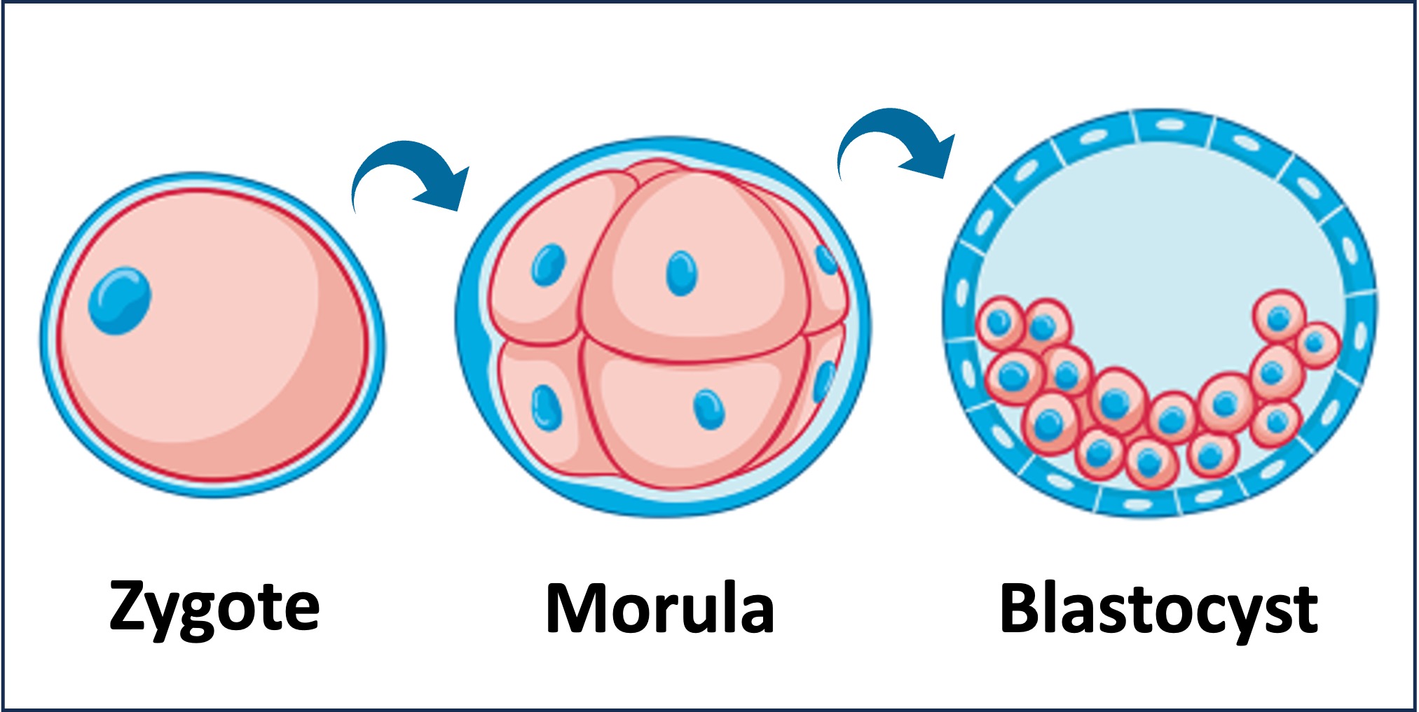 endocrine%20signalling