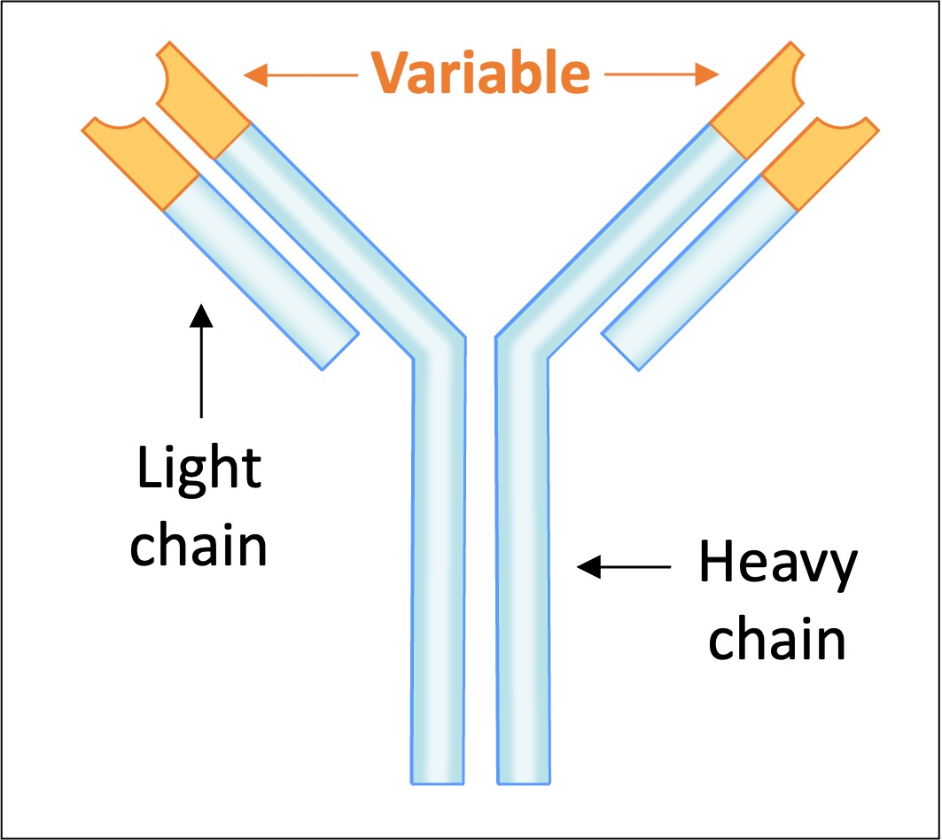 phagocyte
