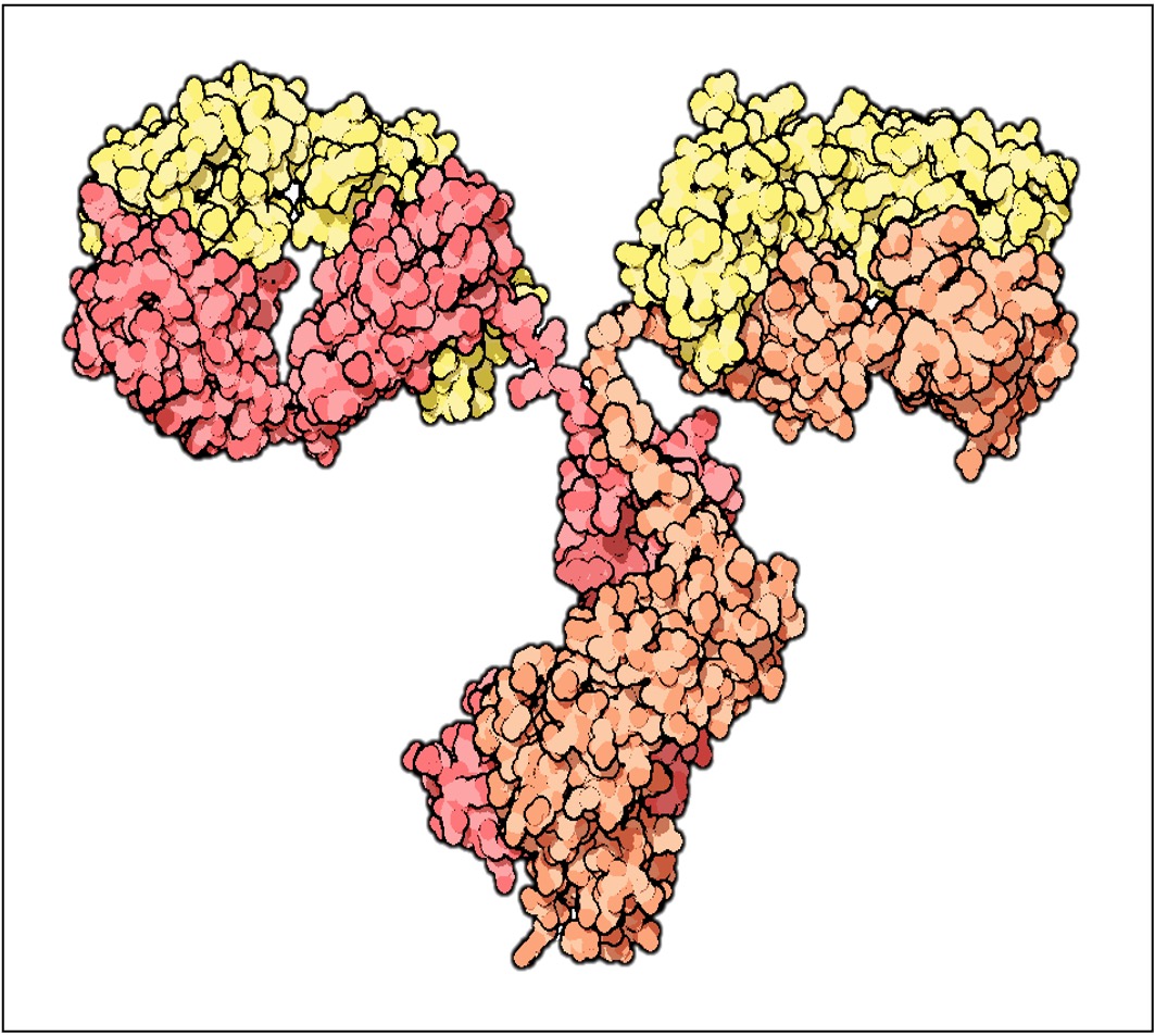 antibody2