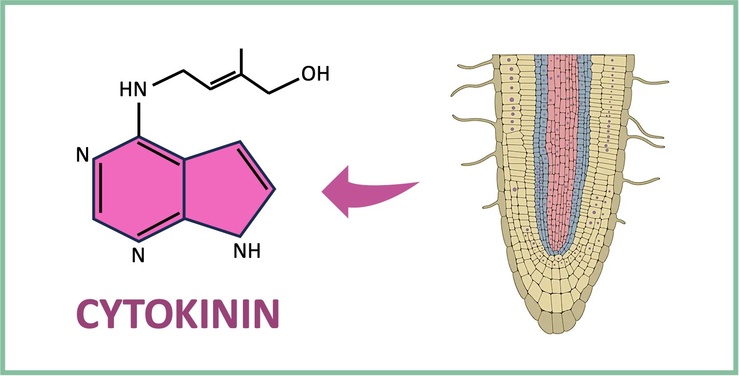 symplastic%20vs%20apoplastic%20mobile