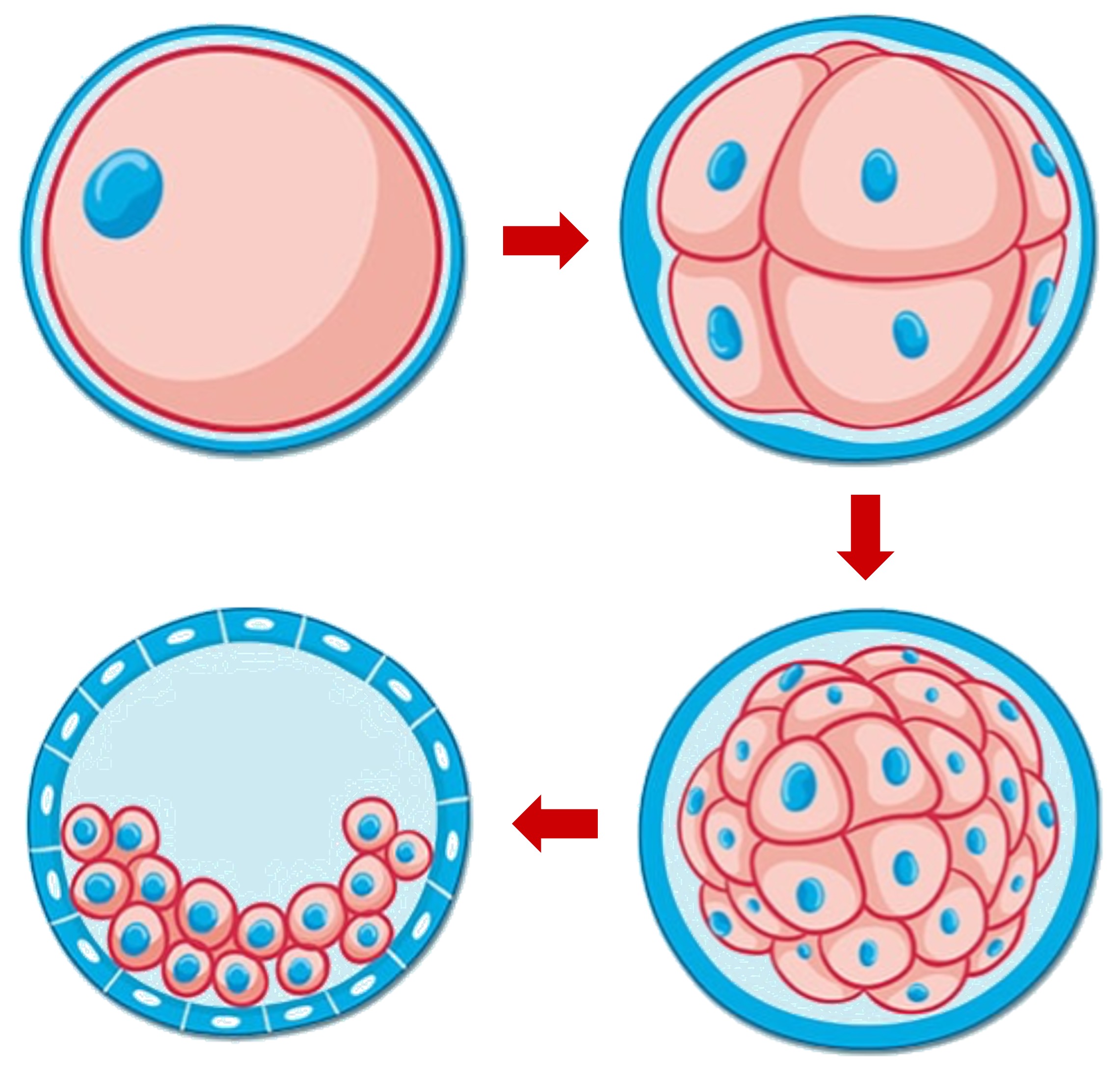 ova%20and%20sperm%20mobile