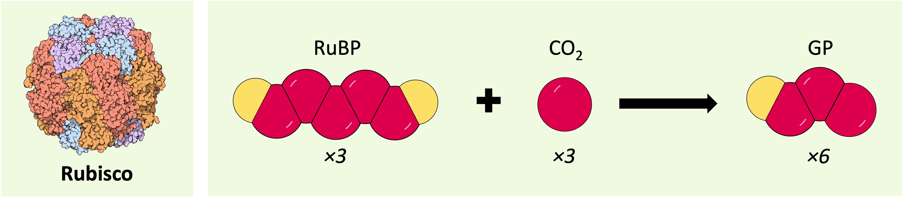 thylakoid1