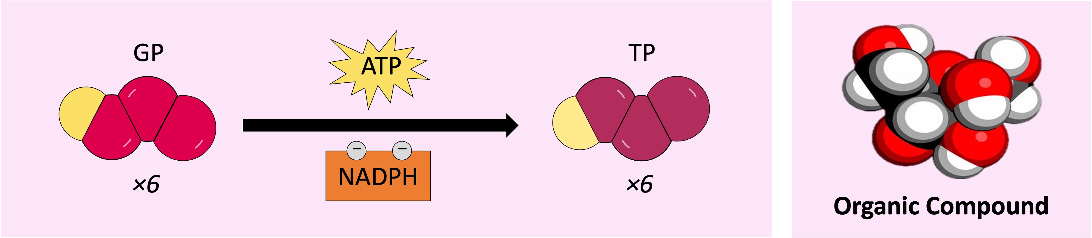 thylakoid1
