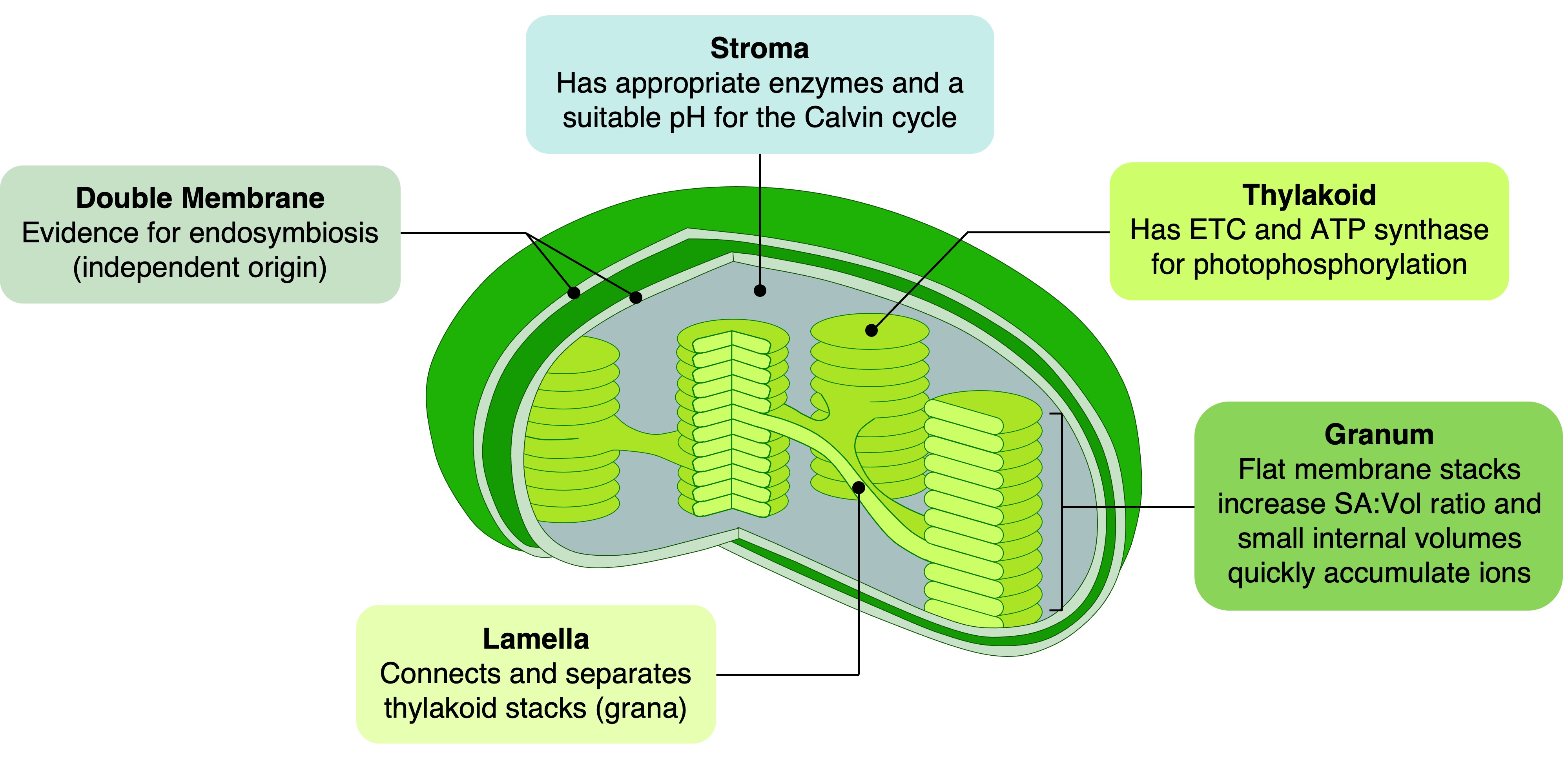mitochondria%20labelled1