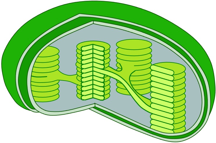 Organelles