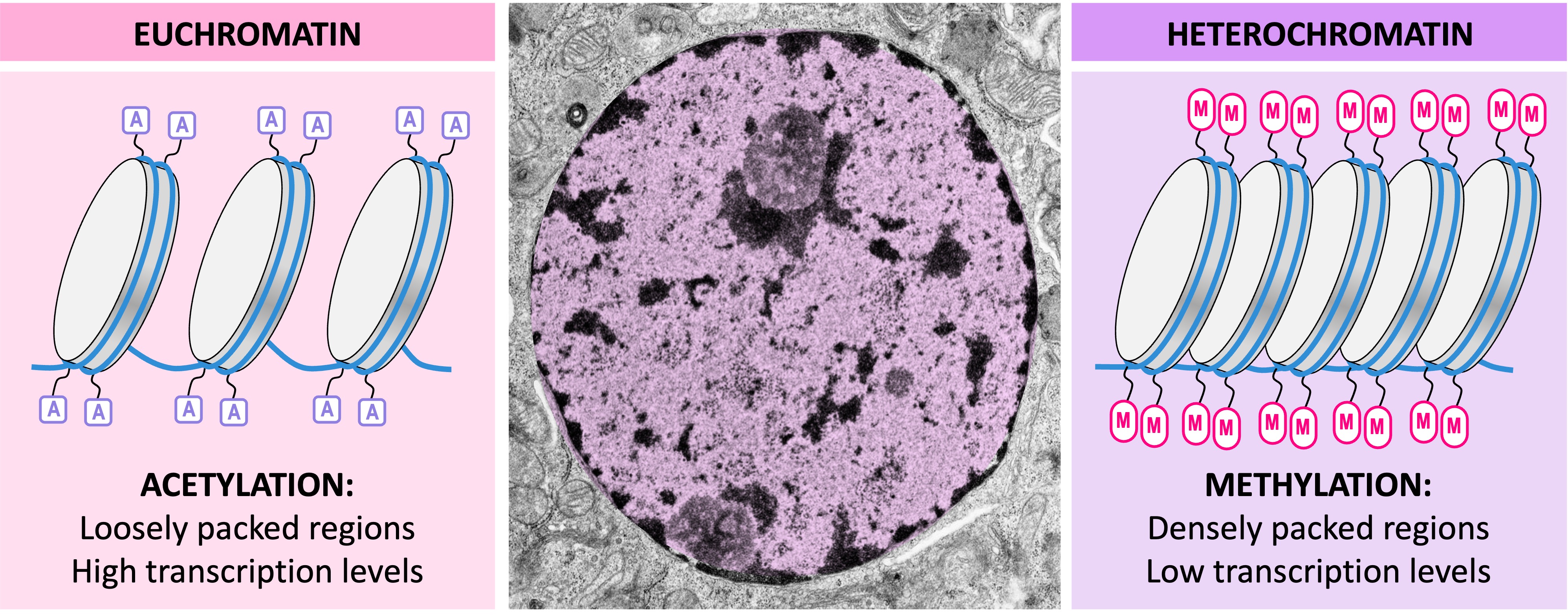 histone%20methylation