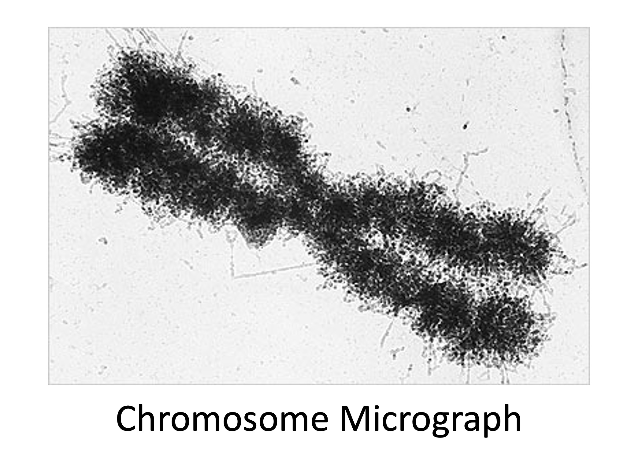 chromosome%20micrograph%20ipad