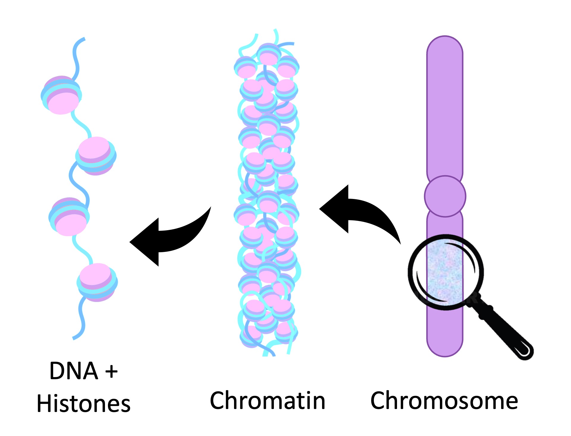 chromosome%20structure