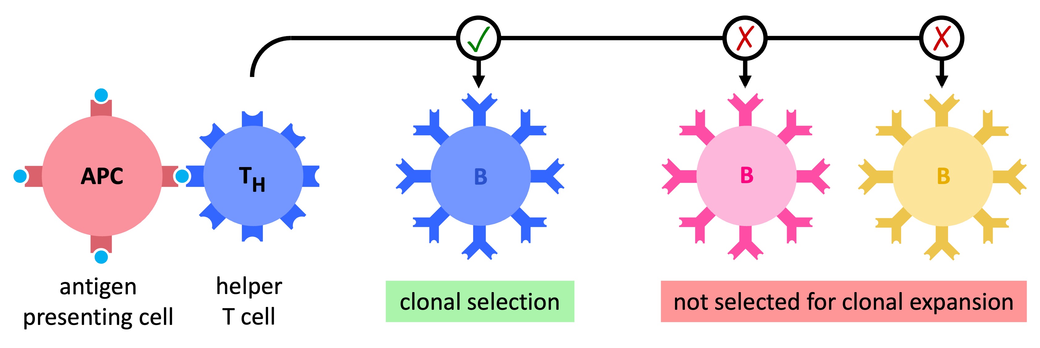 phagocyte
